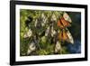 Monarch Butterflies Roosting, Prairie Ridge Sna, Marion Co., Il-Richard ans Susan Day-Framed Photographic Print