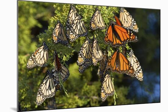 Monarch Butterflies Roosting, Prairie Ridge Sna, Marion Co., Il-Richard ans Susan Day-Mounted Photographic Print