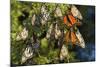 Monarch Butterflies Roosting, Prairie Ridge Sna, Marion Co., Il-Richard ans Susan Day-Mounted Photographic Print