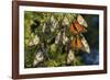 Monarch Butterflies Roosting, Prairie Ridge Sna, Marion Co., Il-Richard ans Susan Day-Framed Photographic Print