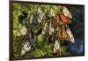 Monarch Butterflies Roosting, Prairie Ridge Sna, Marion Co., Il-Richard ans Susan Day-Framed Photographic Print