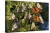 Monarch Butterflies Roosting, Prairie Ridge Sna, Marion Co., Il-Richard ans Susan Day-Stretched Canvas