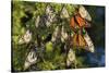 Monarch Butterflies Roosting, Prairie Ridge Sna, Marion Co., Il-Richard ans Susan Day-Stretched Canvas