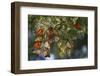 Monarch Butterflies Roosting, Prairie Ridge Sna, Marion Co., Il-Richard ans Susan Day-Framed Photographic Print