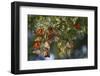 Monarch Butterflies Roosting, Prairie Ridge Sna, Marion Co., Il-Richard ans Susan Day-Framed Photographic Print