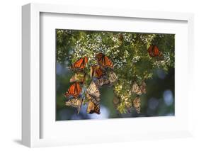 Monarch Butterflies Roosting, Prairie Ridge Sna, Marion Co., Il-Richard ans Susan Day-Framed Photographic Print