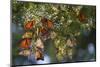 Monarch Butterflies Roosting, Prairie Ridge Sna, Marion Co., Il-Richard ans Susan Day-Mounted Photographic Print