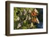 Monarch Butterflies Roosting, Prairie Ridge Sna, Marion Co., Il-Richard ans Susan Day-Framed Photographic Print