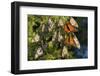 Monarch Butterflies Roosting, Prairie Ridge Sna, Marion Co., Il-Richard ans Susan Day-Framed Photographic Print