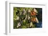 Monarch Butterflies Roosting, Prairie Ridge Sna, Marion Co., Il-Richard ans Susan Day-Framed Photographic Print