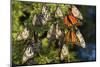 Monarch Butterflies Roosting, Prairie Ridge Sna, Marion Co., Il-Richard ans Susan Day-Mounted Photographic Print