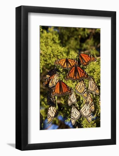 Monarch Butterflies Roosting, Prairie Ridge Sna, Marion, Illinois, Usa-Richard ans Susan Day-Framed Photographic Print