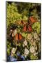 Monarch Butterflies Roosting, Prairie Ridge Sna, Marion, Illinois, Usa-Richard ans Susan Day-Mounted Photographic Print