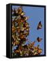Monarch Butterflies, San Luis Obispo Country, California, USA-Cathy & Gordon Illg-Framed Stretched Canvas