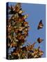 Monarch Butterflies, San Luis Obispo Country, California, USA-Cathy & Gordon Illg-Stretched Canvas