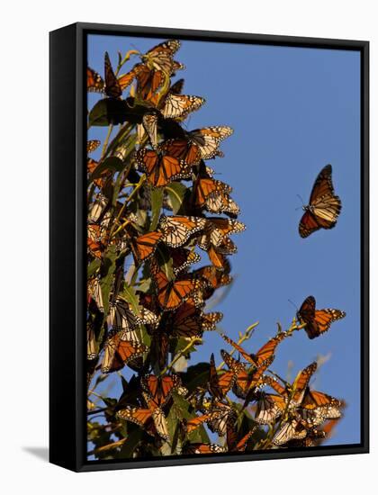 Monarch Butterflies, San Luis Obispo Country, California, USA-Cathy & Gordon Illg-Framed Stretched Canvas