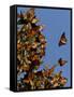 Monarch Butterflies, San Luis Obispo Country, California, USA-Cathy & Gordon Illg-Framed Stretched Canvas
