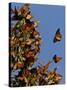 Monarch Butterflies, San Luis Obispo Country, California, USA-Cathy & Gordon Illg-Stretched Canvas