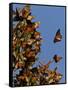 Monarch Butterflies, San Luis Obispo Country, California, USA-Cathy & Gordon Illg-Framed Stretched Canvas