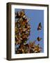 Monarch Butterflies, San Luis Obispo Country, California, USA-Cathy & Gordon Illg-Framed Photographic Print