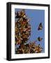 Monarch Butterflies, San Luis Obispo Country, California, USA-Cathy & Gordon Illg-Framed Photographic Print
