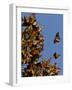 Monarch Butterflies, San Luis Obispo Country, California, USA-Cathy & Gordon Illg-Framed Photographic Print