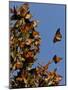 Monarch Butterflies, San Luis Obispo Country, California, USA-Cathy & Gordon Illg-Mounted Photographic Print