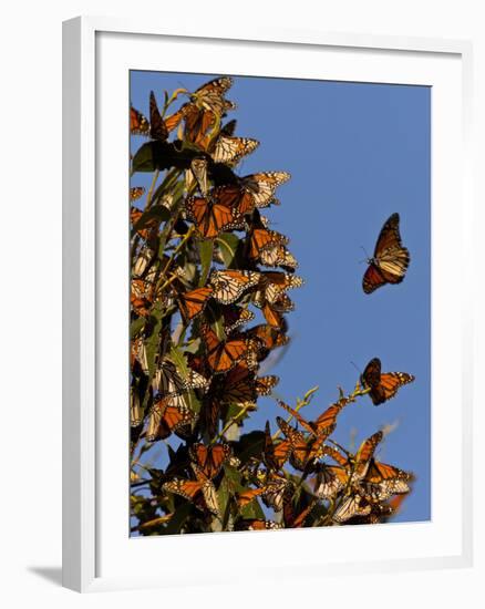 Monarch Butterflies, San Luis Obispo Country, California, USA-Cathy & Gordon Illg-Framed Photographic Print