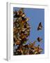 Monarch Butterflies, San Luis Obispo Country, California, USA-Cathy & Gordon Illg-Framed Photographic Print