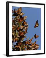 Monarch Butterflies, San Luis Obispo Country, California, USA-Cathy & Gordon Illg-Framed Photographic Print