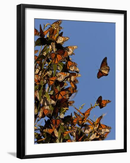 Monarch Butterflies, San Luis Obispo Country, California, USA-Cathy & Gordon Illg-Framed Photographic Print