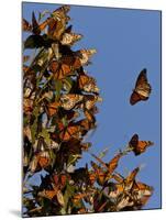Monarch Butterflies, San Luis Obispo Country, California, USA-Cathy & Gordon Illg-Mounted Photographic Print