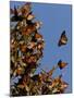 Monarch Butterflies, San Luis Obispo Country, California, USA-Cathy & Gordon Illg-Mounted Photographic Print