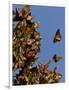 Monarch Butterflies, San Luis Obispo Country, California, USA-Cathy & Gordon Illg-Framed Photographic Print