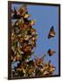 Monarch Butterflies, San Luis Obispo Country, California, USA-Cathy & Gordon Illg-Framed Photographic Print