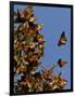 Monarch Butterflies, San Luis Obispo Country, California, USA-Cathy & Gordon Illg-Framed Photographic Print