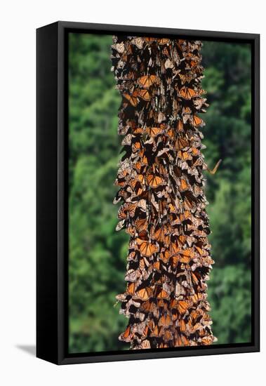 Monarch Butterflies-Danny Lehman-Framed Stretched Canvas