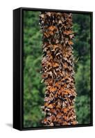 Monarch Butterflies-Danny Lehman-Framed Stretched Canvas