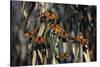 Monarch Butterflies-DLILLC-Stretched Canvas
