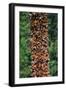 Monarch Butterflies-Danny Lehman-Framed Photographic Print