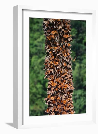 Monarch Butterflies-Danny Lehman-Framed Photographic Print