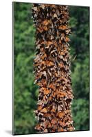 Monarch Butterflies-Danny Lehman-Mounted Photographic Print