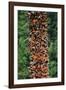 Monarch Butterflies-Danny Lehman-Framed Photographic Print