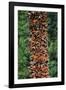 Monarch Butterflies-Danny Lehman-Framed Photographic Print