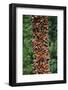 Monarch Butterflies-Danny Lehman-Framed Photographic Print