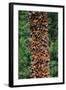 Monarch Butterflies-Danny Lehman-Framed Photographic Print