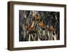 Monarch Butterflies-DLILLC-Framed Photographic Print