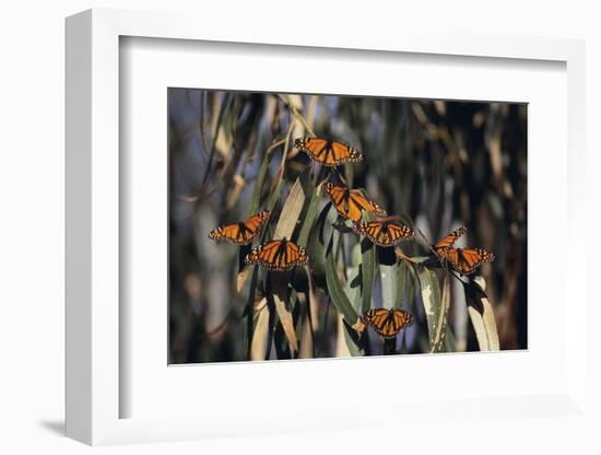 Monarch Butterflies-DLILLC-Framed Photographic Print