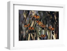 Monarch Butterflies-DLILLC-Framed Photographic Print