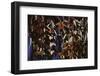 Monarch Butterflies-DLILLC-Framed Photographic Print